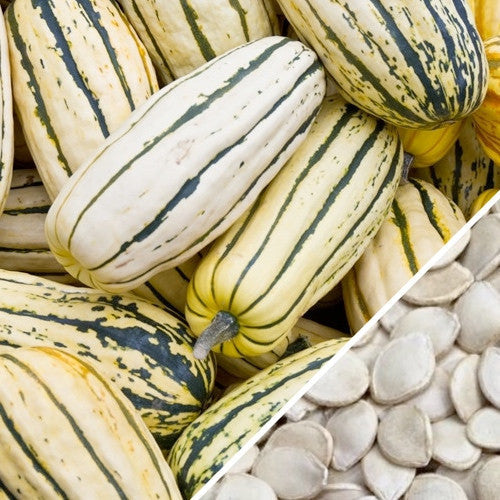 Buy fresh Delicata Winter Squash seeds online from the USA now!