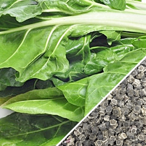 Fresh Swiss chard "Fordhook" Giant seeds from SeedsNow, showcasing vibrant green leaves and sturdy stems.