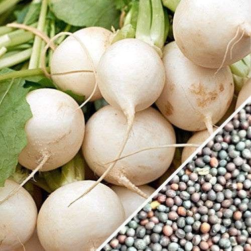 Golden Globe turnip roots with green leaves and mixed color seeds for planting