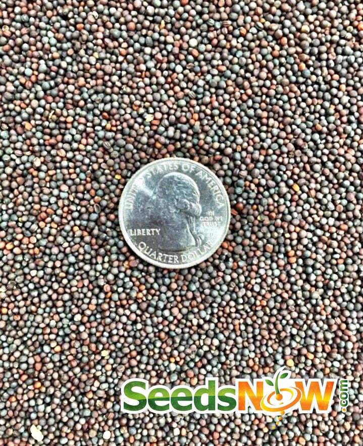 Close-up of Purple Top White Globe turnip seeds with a US quarter for size comparison