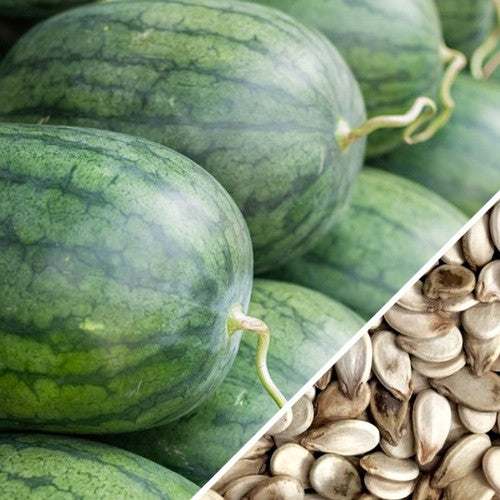 Fresh Watermelon grown from Tom Watson Seeds by SeedsNow, featuring ripe, juicy fruit with green rind and red flesh.