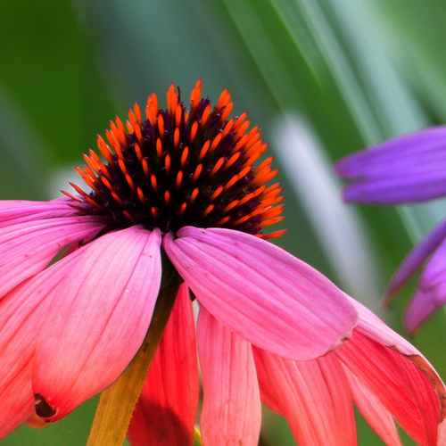 A special mixture of popular coneflower varieties to Scatter in your garden and enjoy a beautiful assortment of coneflowers! USA fresh, NON-GMO organic seeds & more!