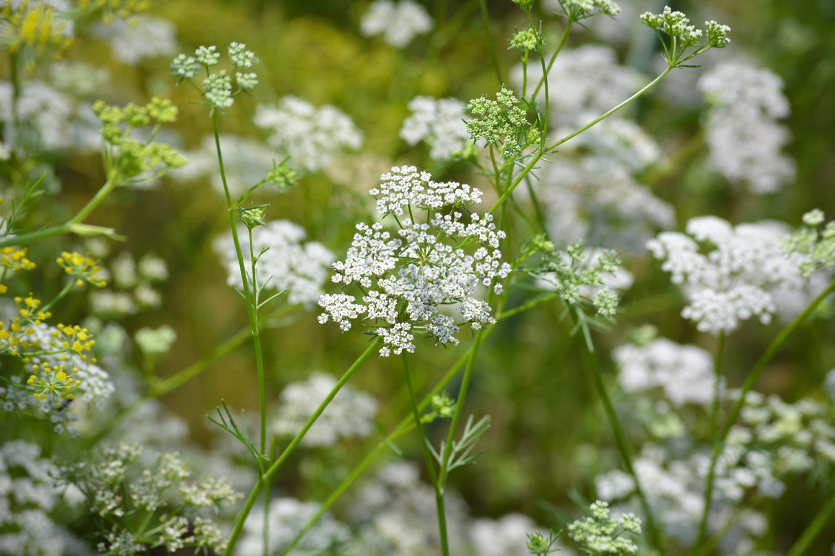 Fresh cumin seeds from SeedsNow, showing vibrant cumin plant seeds and green foliage in natural light.