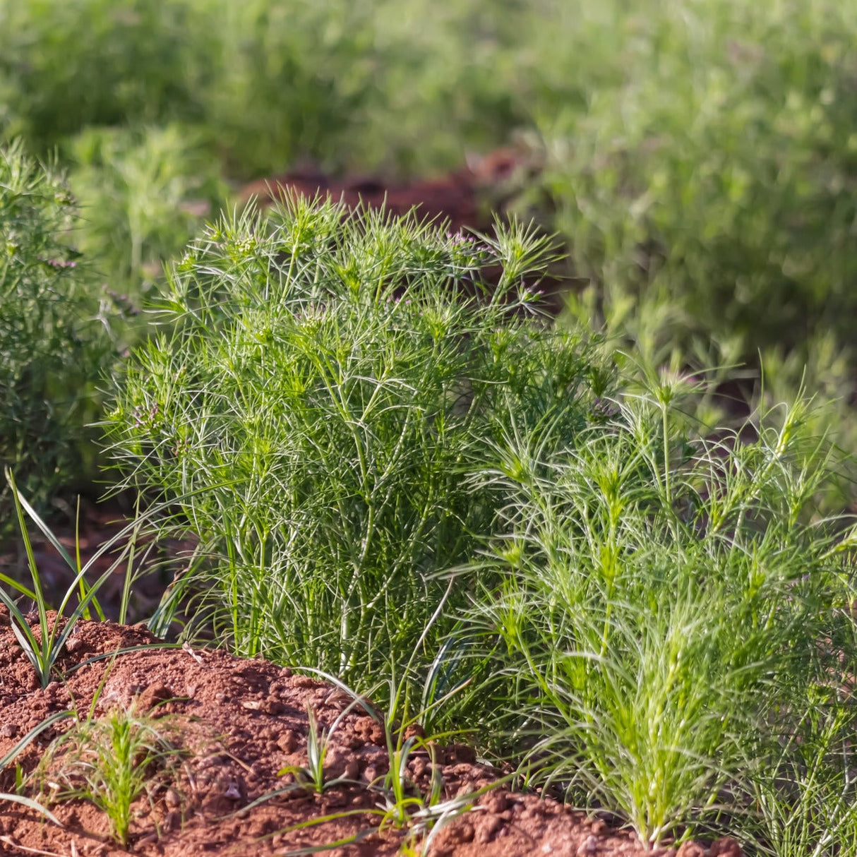 Buy fresh Cumin Cuminum cyminum seeds online in the USA! Herbaceous!