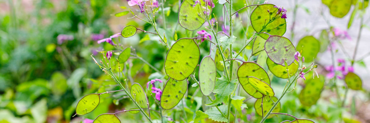 Lunaria Silver Dollar flower seeds from SeedsNow-Flowers, showing glossy silver-dollar shaped seed pods and delicate purple flowers.