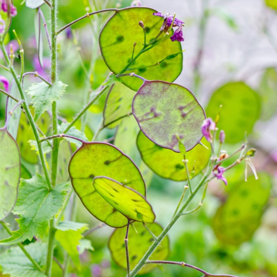 Lunaria Silver Dollar flower seeds from SeedsNow-Flowers, showing the seed packet with images of silver dollar plant flowers and leaves