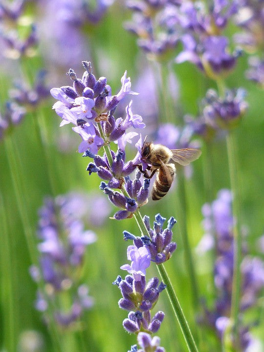 Honeybee pollinating vibrant purple Lavender Vera flowers in a garden setting