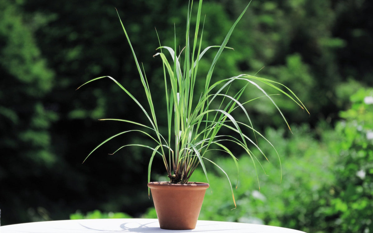 Lemon Grass seeds plants with long green herbaceous leaves, fresh and healthy, ready for planting or herb garden.