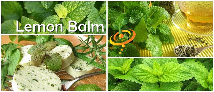 Lemon Balm seeds from SeedsNow, small brown seeds ideal for herb gardening and growing Lemon Balm plants.