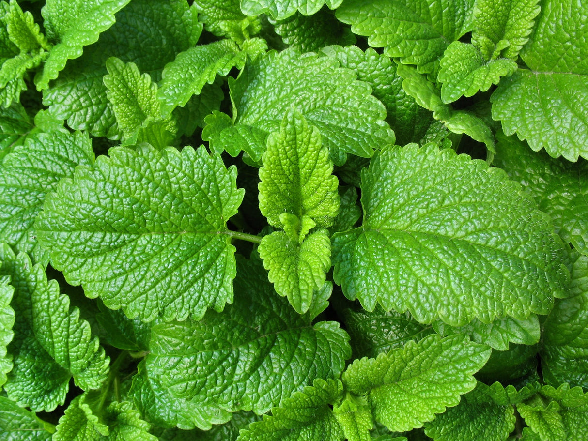 Lemon Balm seeds from SeedsNow, small brown seeds ideal for herb gardening and growing lemon-scented lemon balm plants.