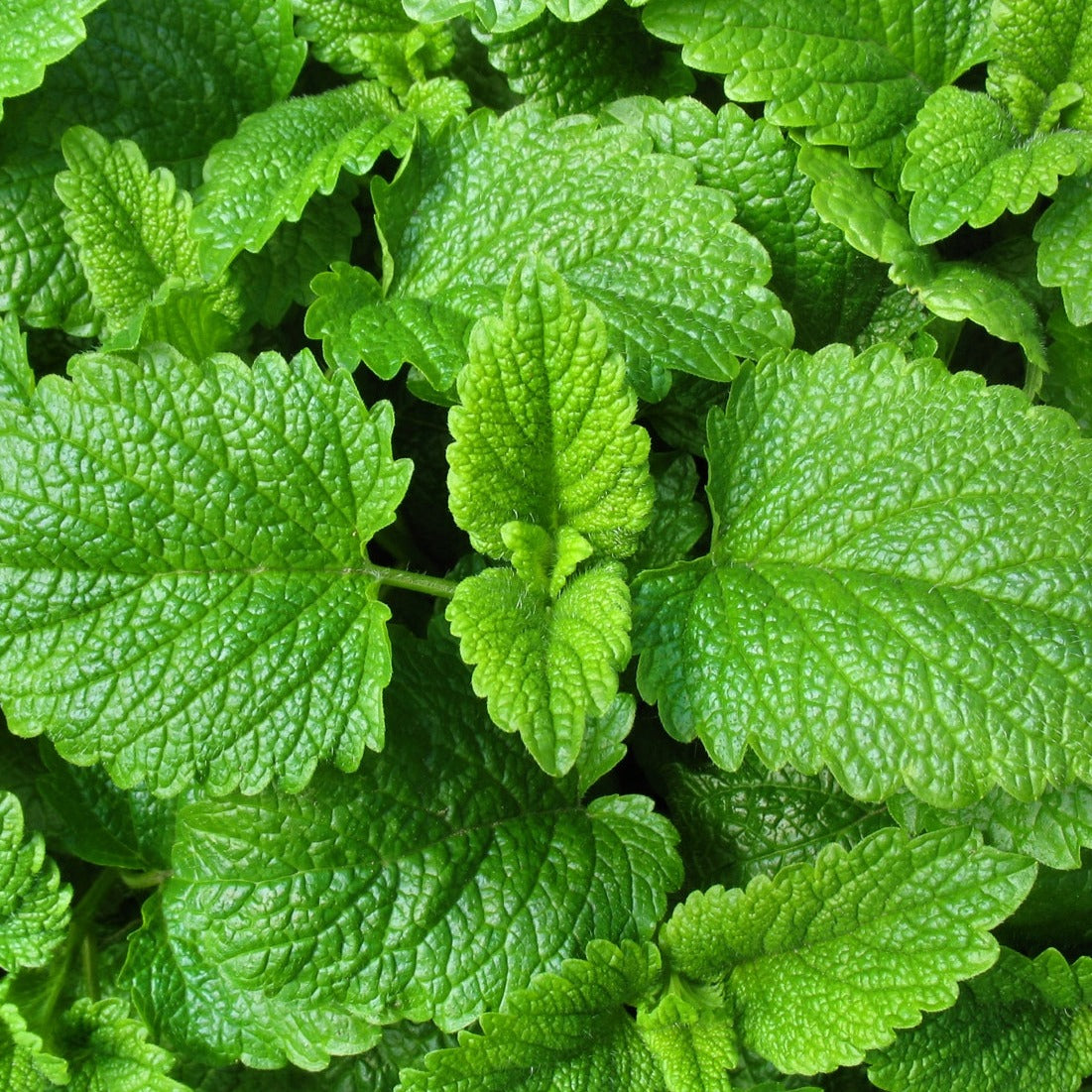 Buy Lemon Balm seeds for sale online from the USA for your herb garden