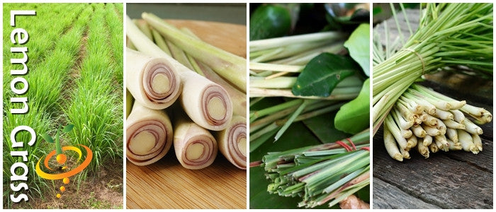 Fresh lemon grass seeds from SeedsNow, shown in a clear image with green stalks and vibrant leaves.