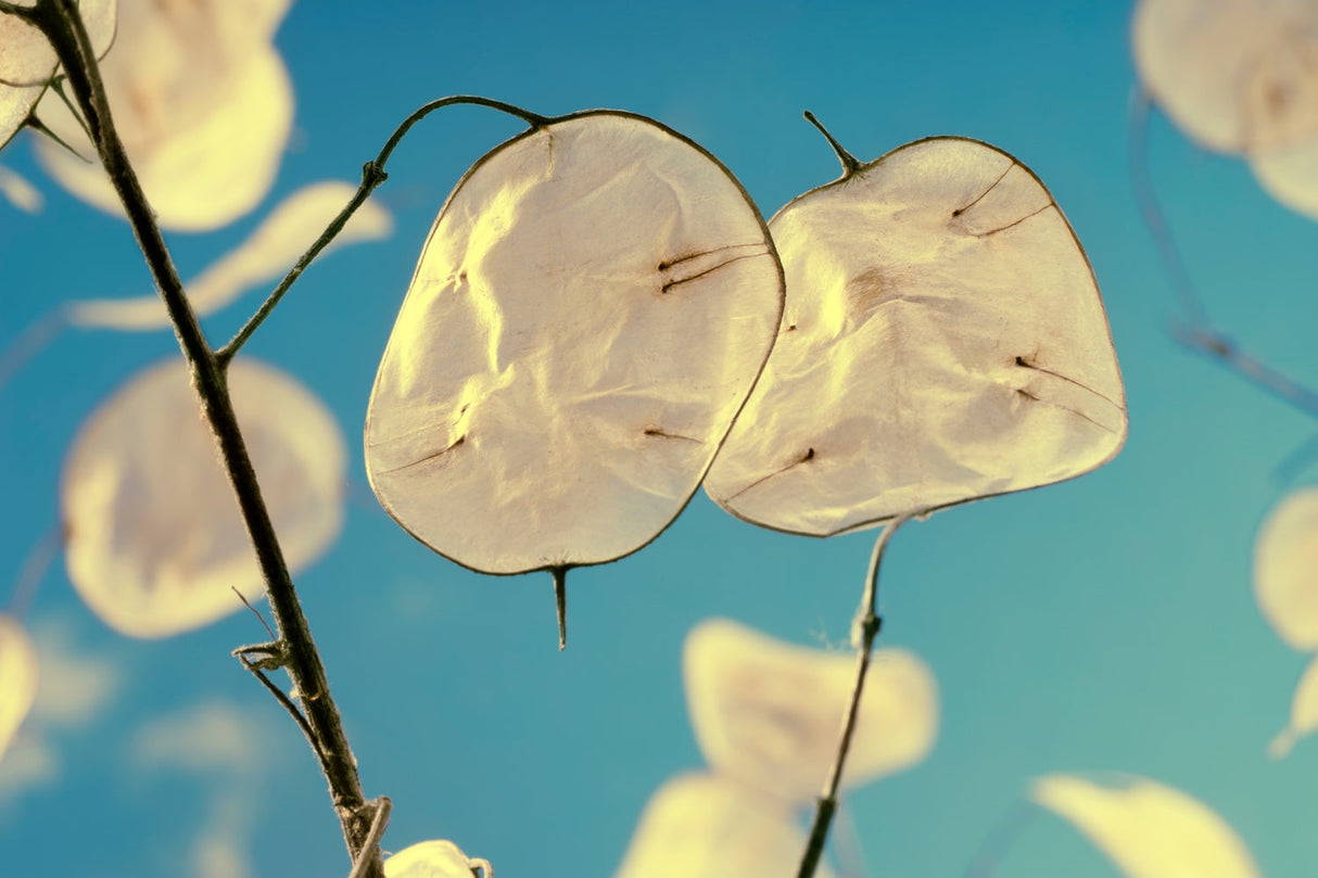 Lunaria Silver Dollar flower seeds from SeedsNow-Flowers, showing the seed packaging with images of silver dollar-shaped blooms.