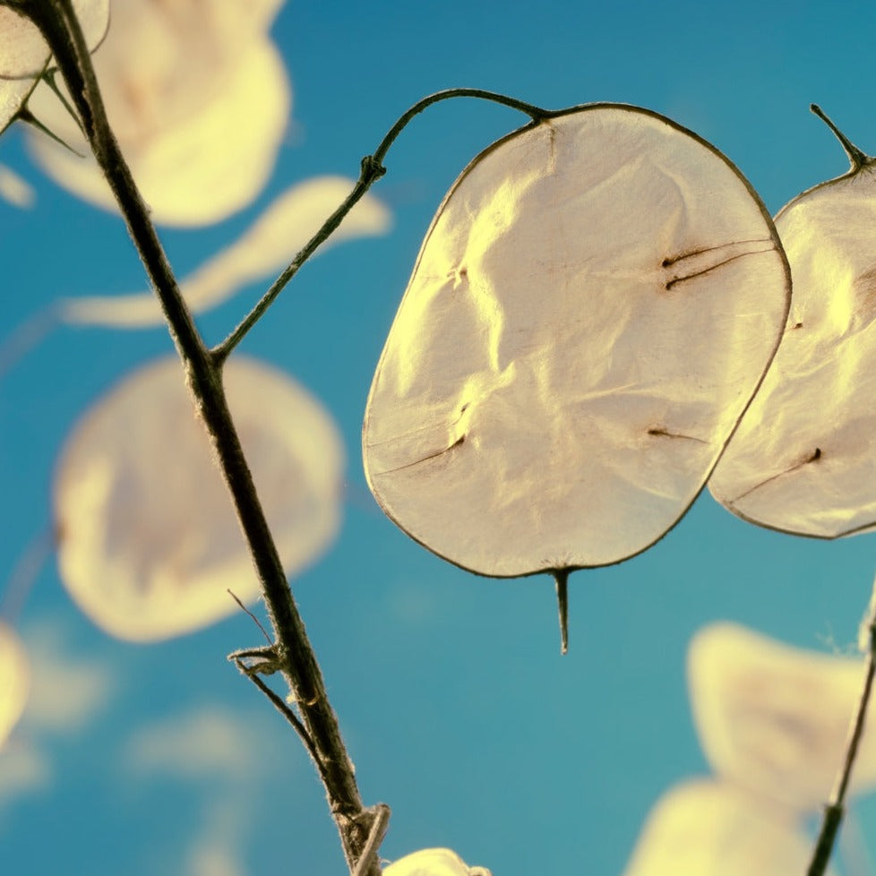 Order Lunaria annua Silver Dollar flower seeds online from USA. Moonwort! Grow this herbaceous biennial, lavender blooms, silvery seed pods, & attracts pollinators!