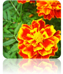 Marigold Crackerjack Mix flower seeds from SeedsNow, showing vibrant marigold seed packets with colorful flower images.