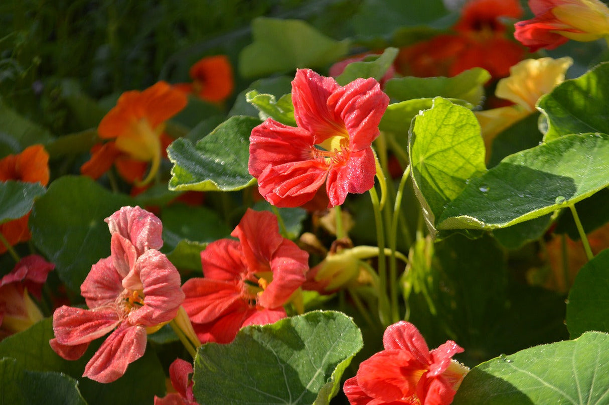 Bright yellow and orange Whirlybird Nasturtium flower blooms with green foliage, shown as seeds and flowers in the image.