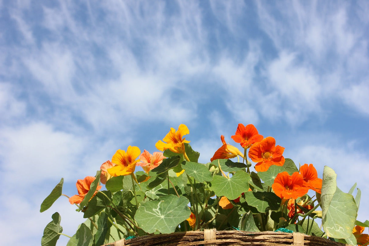 Nasturtium Whirlybird flower seeds from SeedsNow, showing vibrant orange and yellow blooms with green foliage.