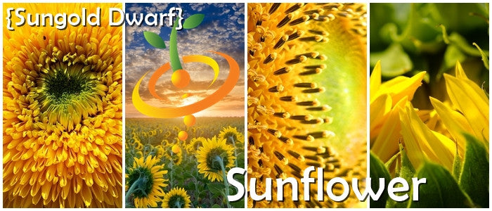 Sunflower Sunspot dwarf flower seeds from SeedsNow, showing vibrant yellow sunflower blooms and green foliage.