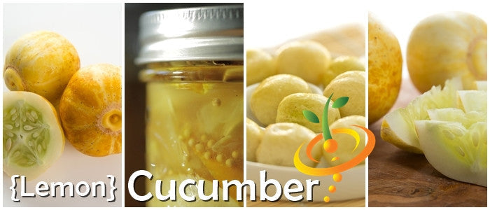 Close-up of lemon cucumber fruits and seeds showing their yellow skin and sliced interior with seeds