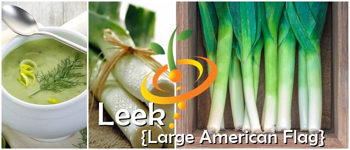 Large American Flag leek seeds from SeedsNow, fresh leek bulbs and green stalks ready for planting.