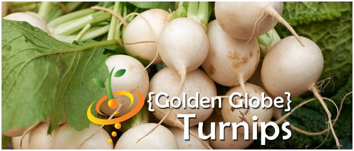 Golden Globe turnip seeds with white and golden turnips and green leaves close-up