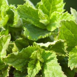Fresh mint peppermint seeds from SeedsNow, small green seeds ideal for planting and growing aromatic peppermint herbs.