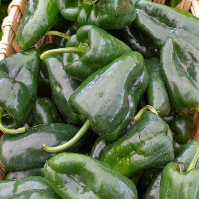 Pepper (Hot) - Poblano š„ - SeedsNow.com