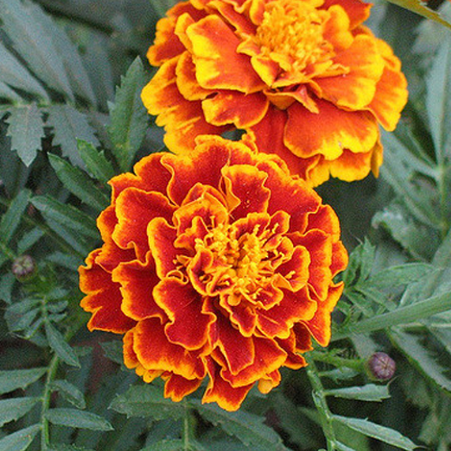 Buy fresh Marigold Sparky Mix Flower Seeds Online from the USA now!