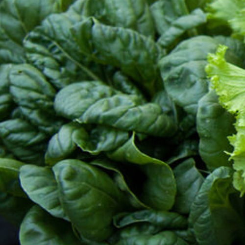 Order mustard Tatsoi seeds for sale online from the USA to grow a versatile, fast-growing leafy green with a mild, mustardy flavor for salads, stir-fries, and soups.