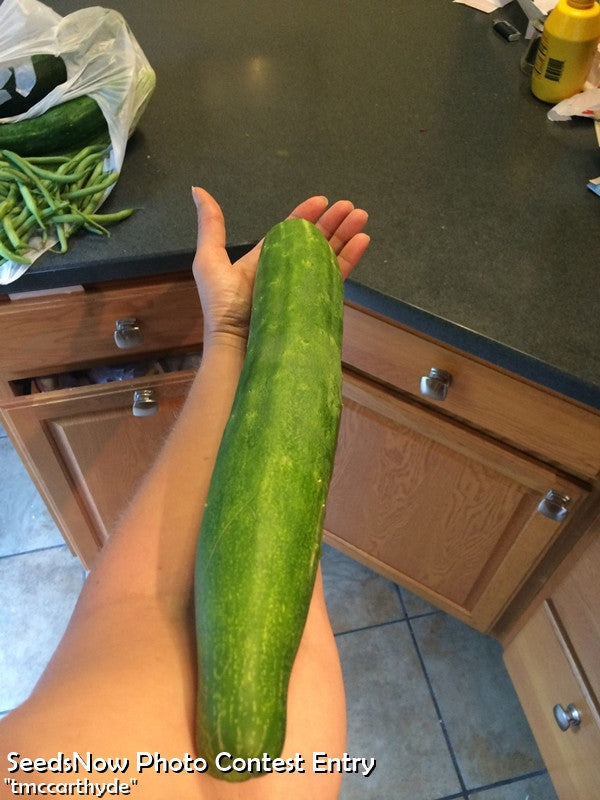 Hand holding a large Marketer cucumber in a kitchen setting with green beans and condiments on the counter