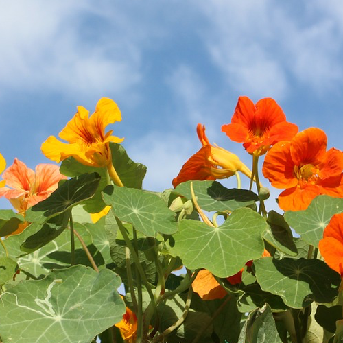 Bright orange and green nasturtium Whirlybird flower seeds, featuring vibrant, rounded leaves and delicate blossoms.