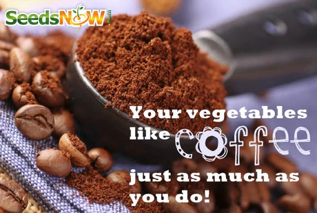 How to Use Coffee Grounds in the Garden