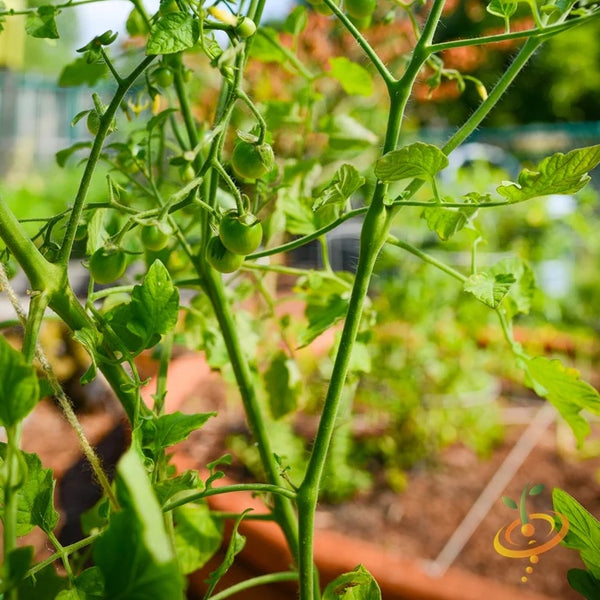 The SECRET to getting more tomatoes on every plant