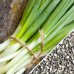 *New!* 50-in-One Complete Garden Abundance Collection (with Black Seed Storage Vault)