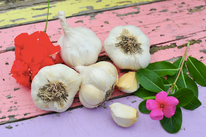 *Organic* Garlic Garden Variety Pack