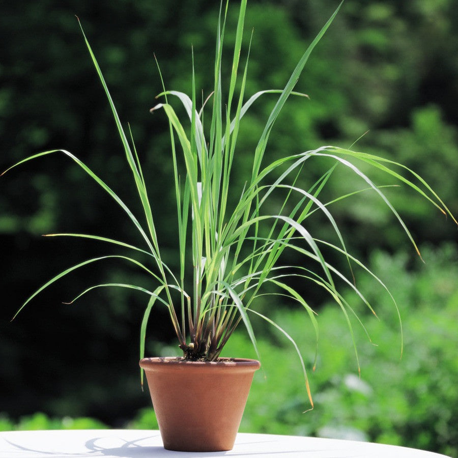 Lemon Grass seeds