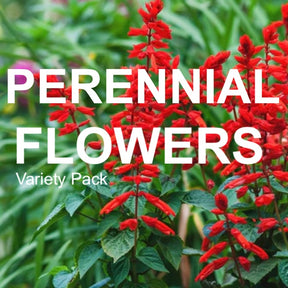 Assortment of 15 popular perennial flower seed varieties for sustainable garden planting