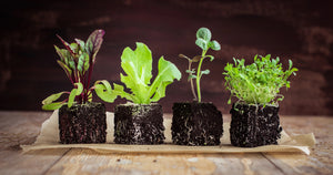 SEED BANK FOR SURVIVAL WITH LARGE BLACK SEED STORAGE VAULT