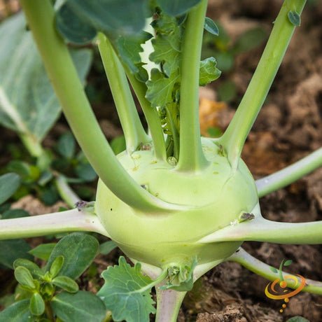 Kohlrabi Delicatesse green round bulb growing in soil with stems and leaves