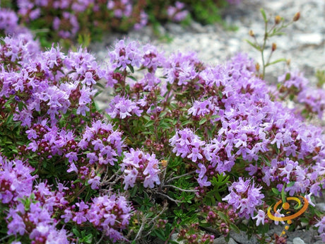 Close-up of blooming thyme plant with small purple flowers and green leaves in garden setting
