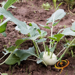 White Vienna Kohlrabi seeds from SeedsNow, close-up of seed packet with small white seeds for planting and gardening.