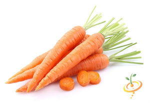 Carrot - Kuroda, 8" Long.