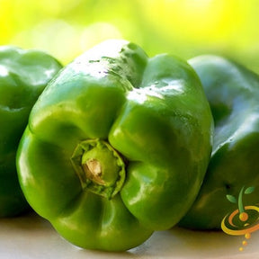 Close-up of fresh green Yolo Wonder sweet peppers from Capsicum annuum plant