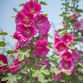 Hollyhock Indian Spring Mix flower seeds by SeedsNow-Flowers, showing vibrant pink and red hollyhock flower buds and foliage.