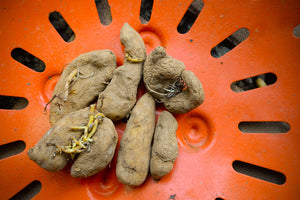 Organic Russian Banana fingerling potato seed from SeedsNow-Potatoes, showing elongated, yellow-skinned late-season potato tuber.