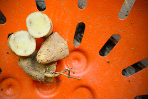 Organic Russian Banana fingerling potato seed from SeedsNow-Potatoes, showing elongated, yellow-skinned late-season potato seed tubers.