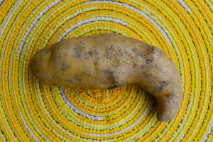 Organic Russian Banana fingerling potato seed from SeedsNow-Potatoes, showing elongated yellow-skinned potatoes on a white background.