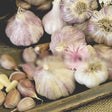 Fresh Spanish Roja hard neck garlic bulb from SeedsNow-Garlic, showing multiple white cloves with papery skin.