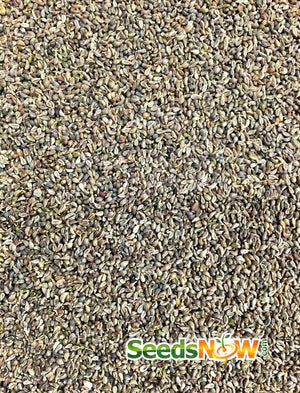 Parsley - Rooted Hamburg - SeedsNow.com