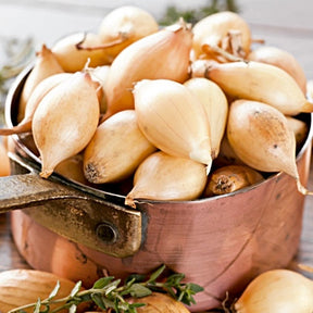 Organic Dutch yellow shallot seeds from SeedsNow-Shallot, non-GMO, ready for planting in your garden.